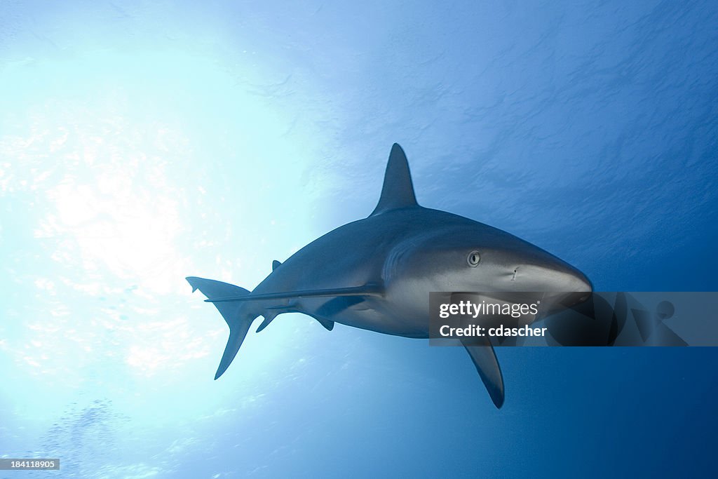 Shark with Sunball