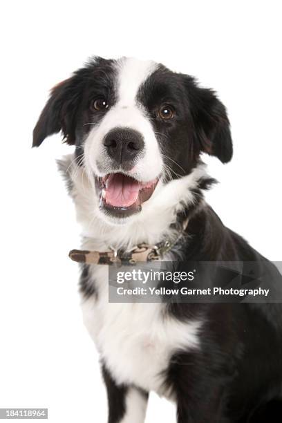 border collie - collar-para-perro fotografías e imágenes de stock