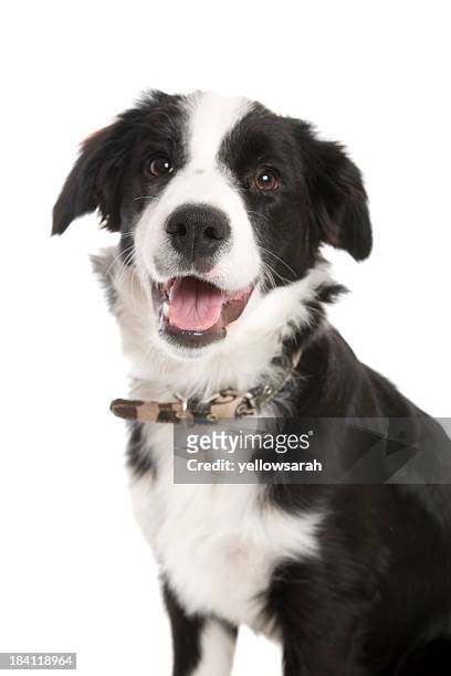 black and white border collie dog with mouth open - collar stock pictures, royalty-free photos & images