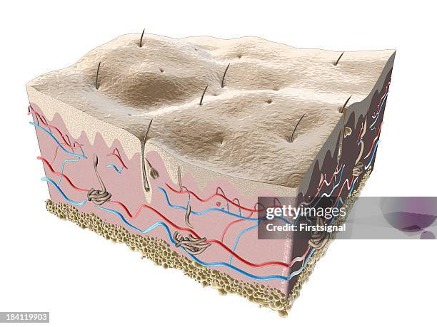 illustration epidermis and hair follicle - skin diagram stock pictures, royalty-free photos & images