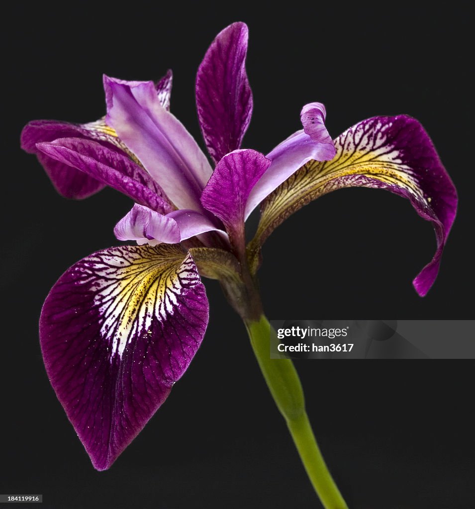 Iris on black