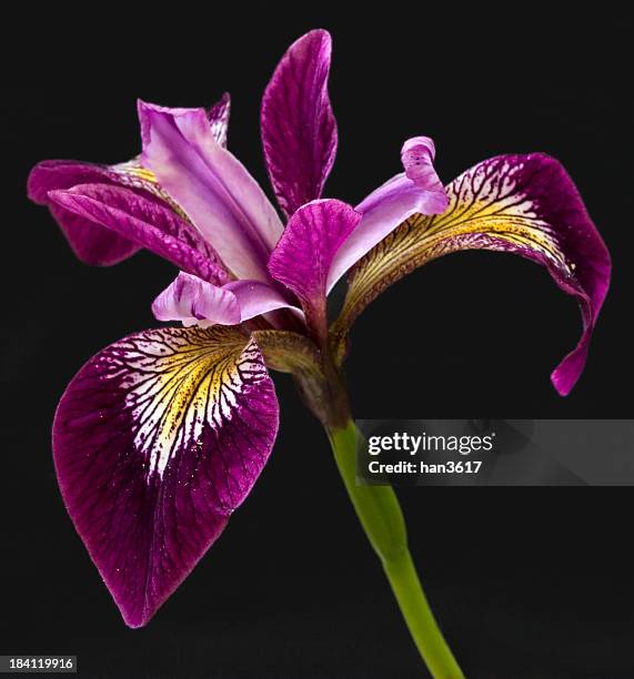 iris on black - iris flower stock pictures, royalty-free photos & images