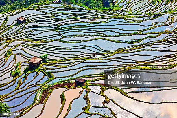 Ancient rice terraces,Yuanyang, Yunnan, China