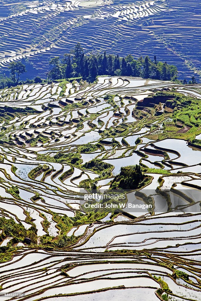 Ancient rice terraces, Yuanyang, Yunnan, China