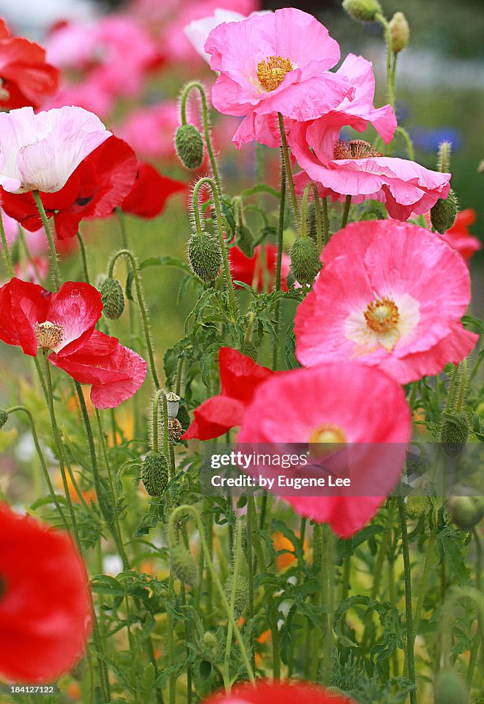 Icelandic poppies