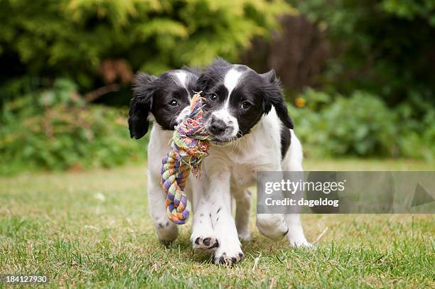 teamwork (teamarbeit) - two dogs stock-fotos und bilder