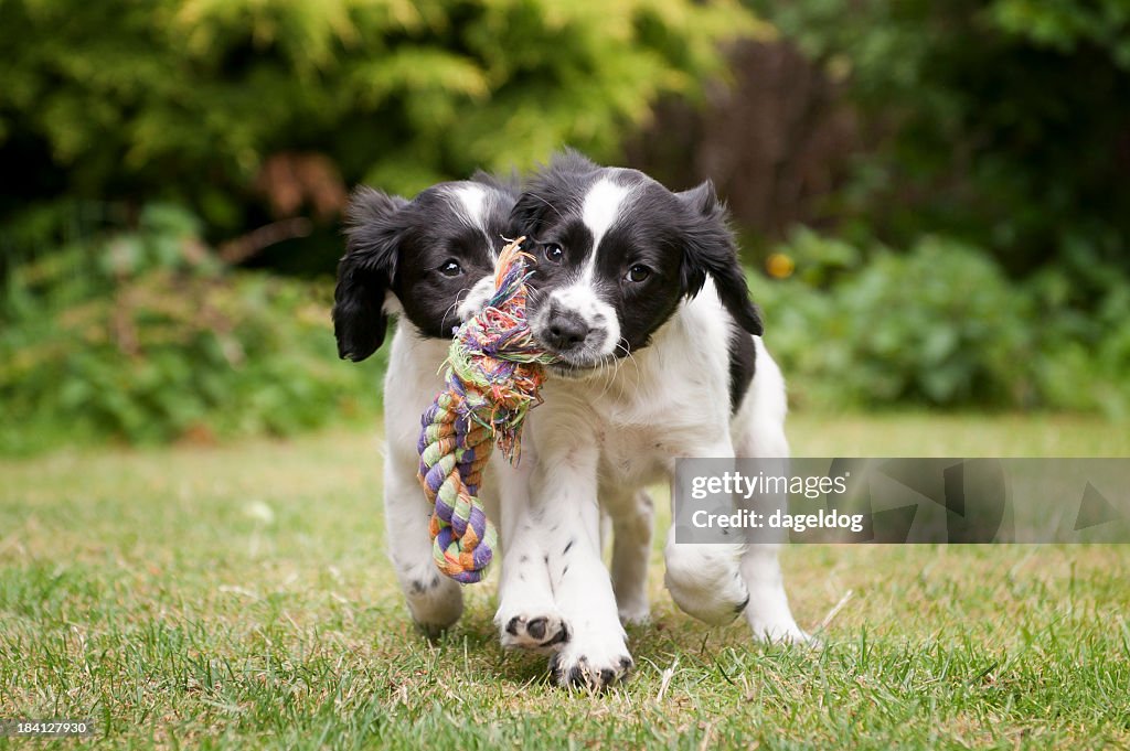 Two black and white puppies working as a team to carry rope