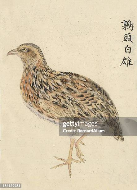 chinesische quail, male - china east asia stock-grafiken, -clipart, -cartoons und -symbole