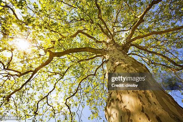 sunny arbre - directly below tree photos et images de collection