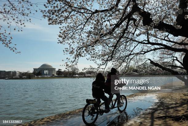 Cyclists on a tandem bike ride past cherry blossoms at the Tidal Basin March 25, 2011 in Washington, DC. The annual Cherry Blossom festival begins...