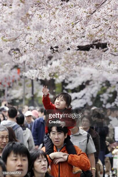 Girl, carried on the shoulders of her father, extends her hand to touch cherry blossom at Tokyo's Ueno park on a sunny spring day on April 5, 2009....