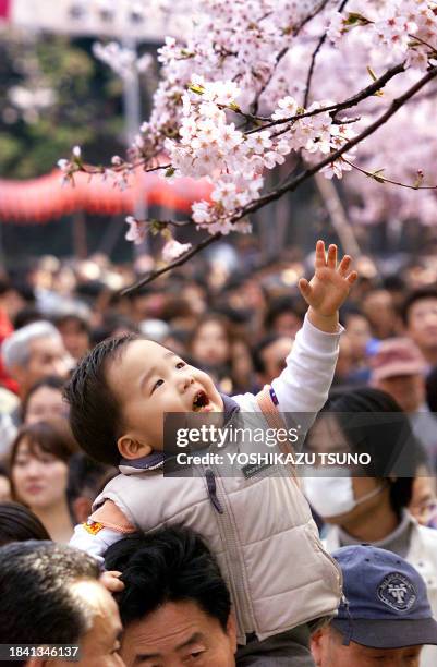 Little boy, on the shoulders of his father, extends his hand to touch cherry blossom at the Ueno park in Tokyo 01 April 2001. Millions people enjoyed...