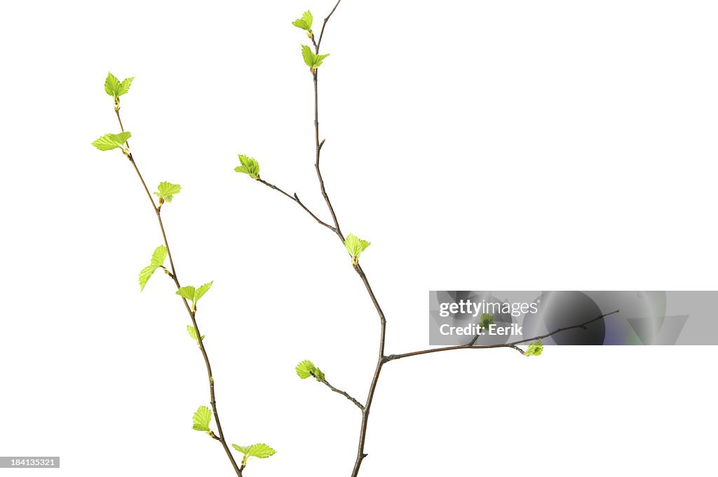 Branches avec de jeunes feuilles printemps