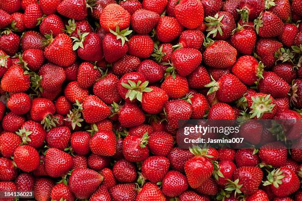 fragole fresca biologica - pianta da frutto foto e immagini stock