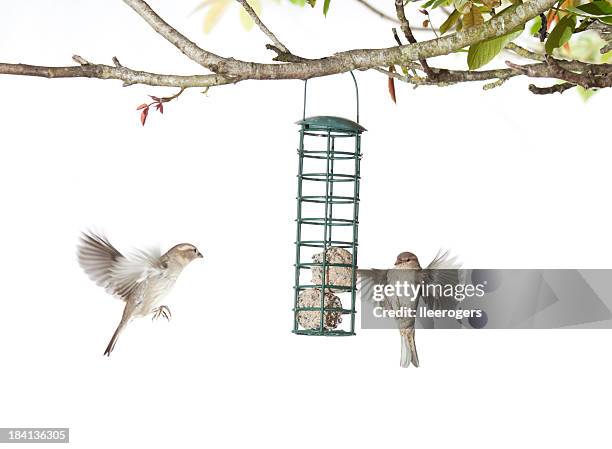 house spatzen füttern von birdfeeder auf weißem hintergrund. - vogelfutterspender stock-fotos und bilder