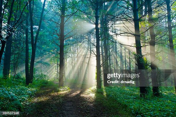 mañana la luz natural que se filtra a través de un bosque de niebla en el verano - bosque primario fotografías e imágenes de stock