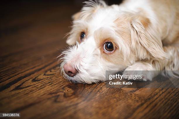 really sad dog - puppy eyes stock pictures, royalty-free photos & images