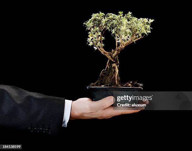 businessman holding bonsai tree - bonsai tree stock pictures, royalty-free photos & images