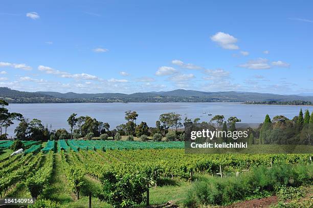 tamar valley, weingut in tasmanien, - launceston australien stock-fotos und bilder