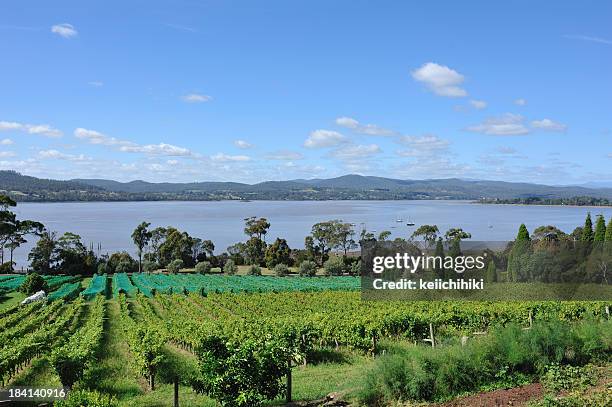 azienda vinicola della valle tamar, tasmania, - launceston foto e immagini stock