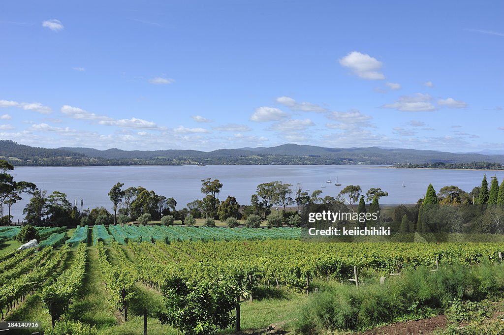 Winery in Tamar Valley, Tasmania,