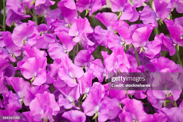 eclipse sweet pea - sweet peas stock pictures, royalty-free photos & images