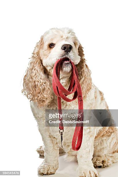 take me for a walk - dog lead stock pictures, royalty-free photos & images