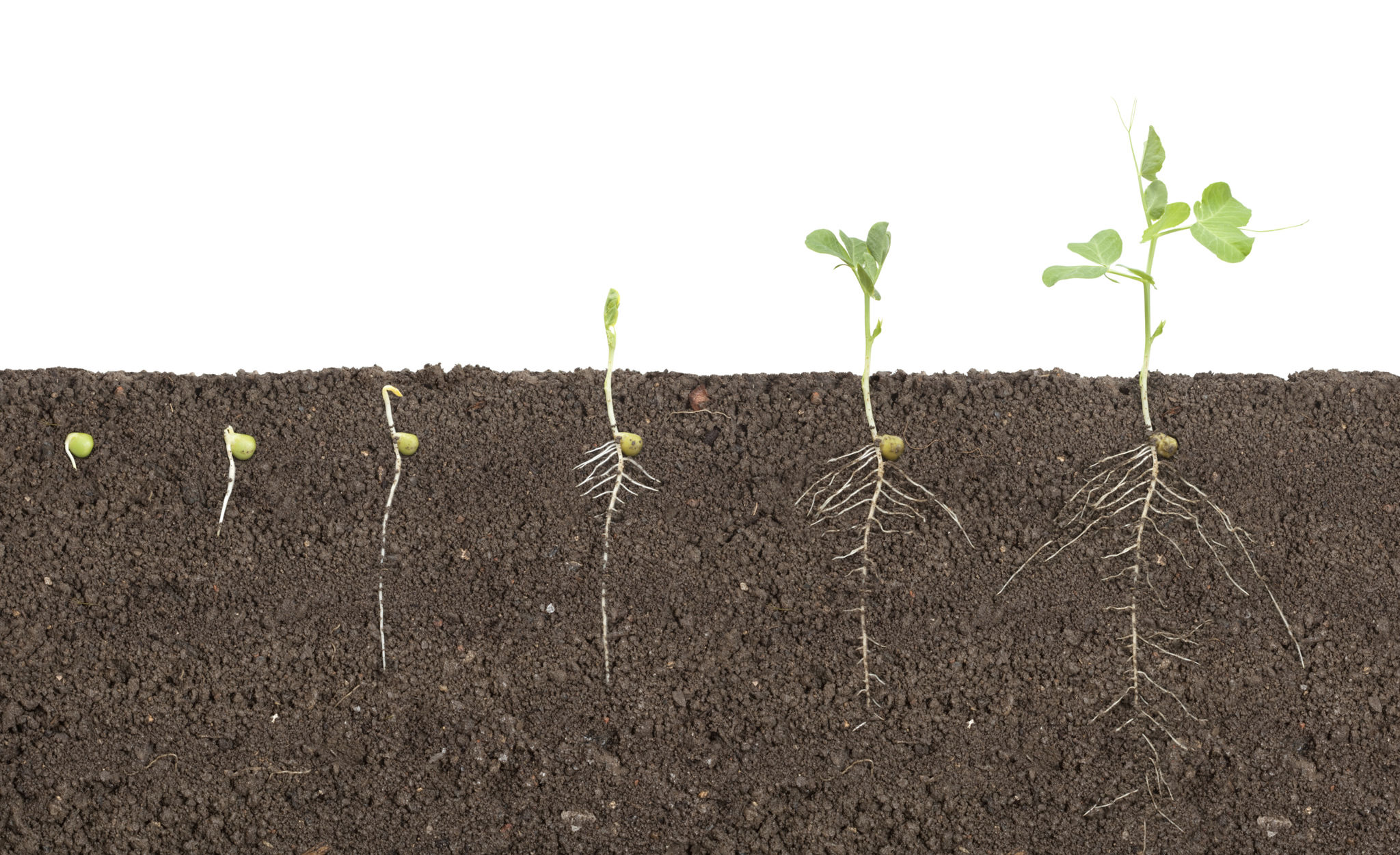 root development