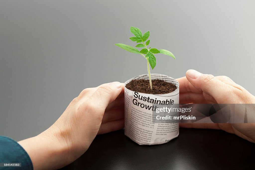 A young plant growing in a newspaper pot being held by hands
