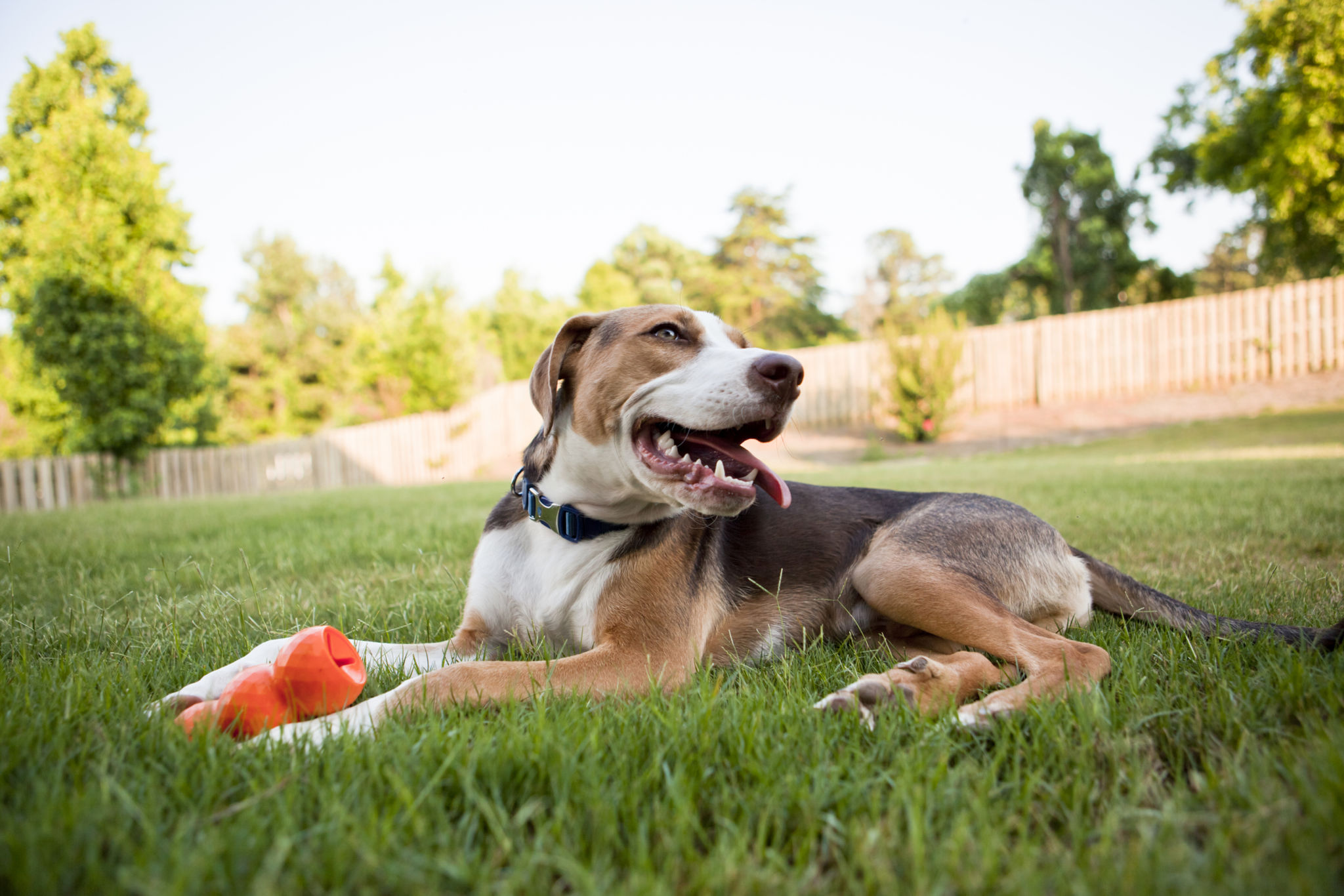 dog in yard