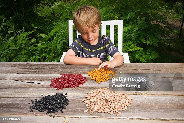 little boy counting beans - glycine bildbanksfoton och bilder