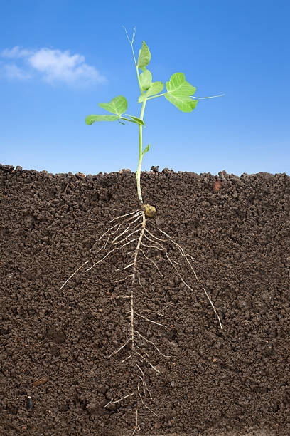 Stock Photo Roots 142,021 Root Photo Stock Photos, High-Res Pictures, and Images - Getty ...