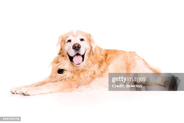 golden retriever - old golden retriever stock pictures, royalty-free photos & images