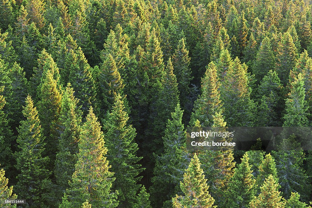 Spruce Forest