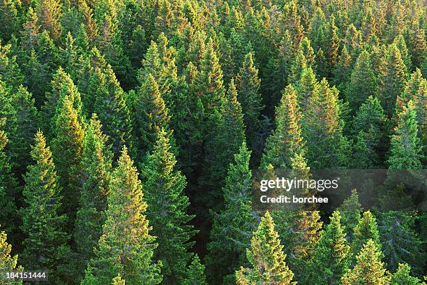 bosque de abeto - gauja national park fotografías e imágenes de stock