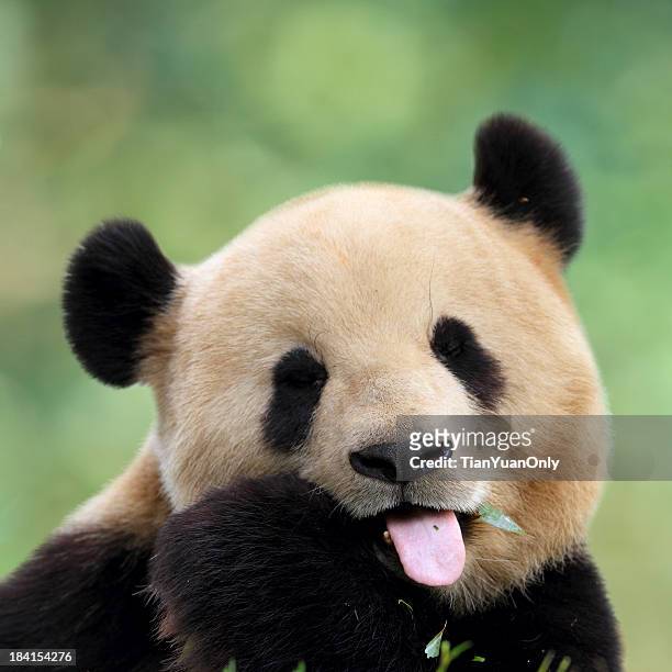 23,719 Panda Animal Photos and Premium High Res Pictures - Getty Images