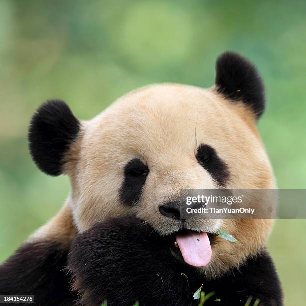 panda fofa - panda mamífero de quatro patas - fotografias e filmes do acervo