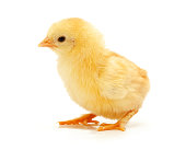 Small yellow chickens on a white background.
