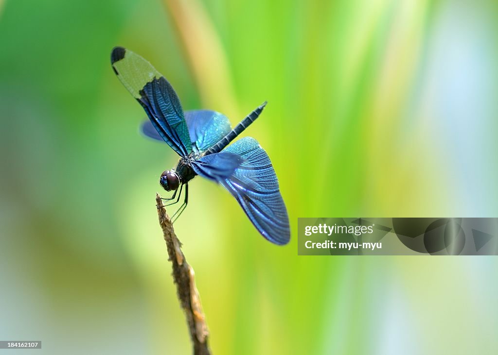 Dragonfly with blue wings