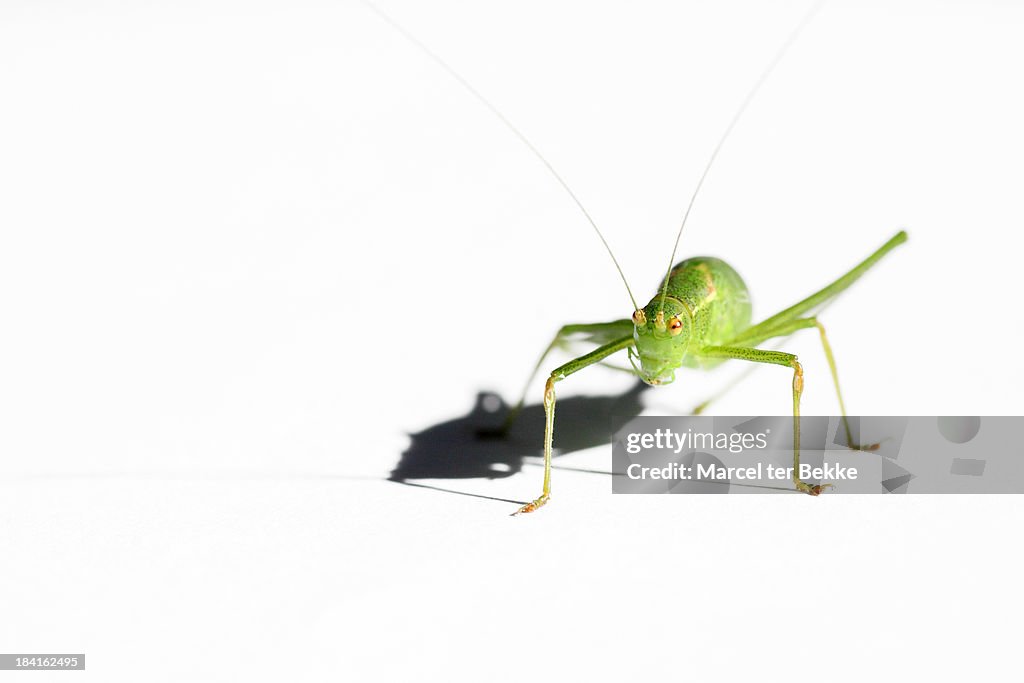 Long-horned grasshopper