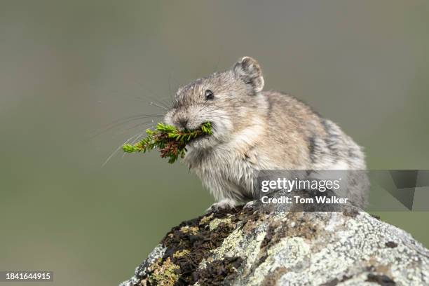 collared pika, alaska - pika foto e immagini stock