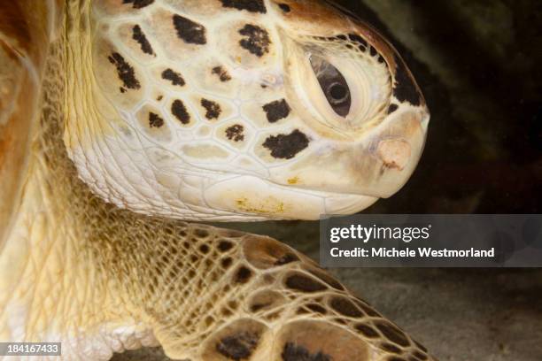 green sea turtle - spotted turtle stock pictures, royalty-free photos & images