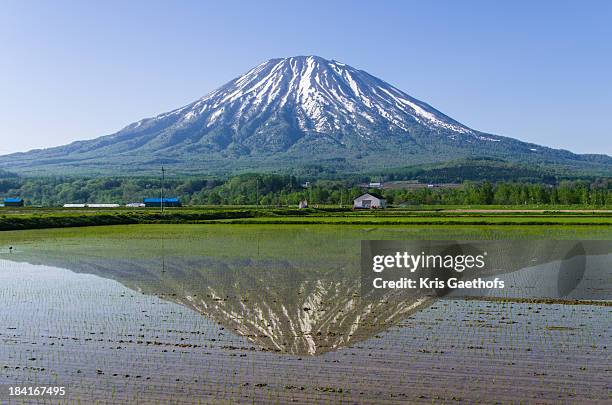 mt yotei mirrored in rice field - mount yotei bildbanksfoton och bilder