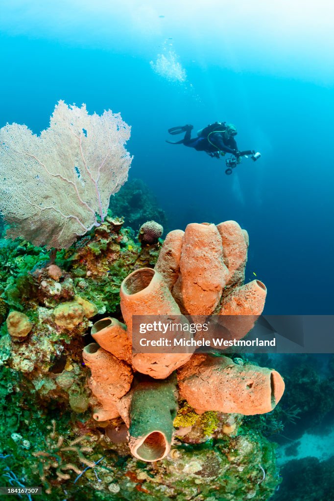 Diver and Reef