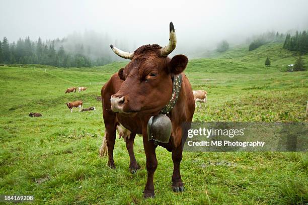 swiss cow - cowbell stock pictures, royalty-free photos & images