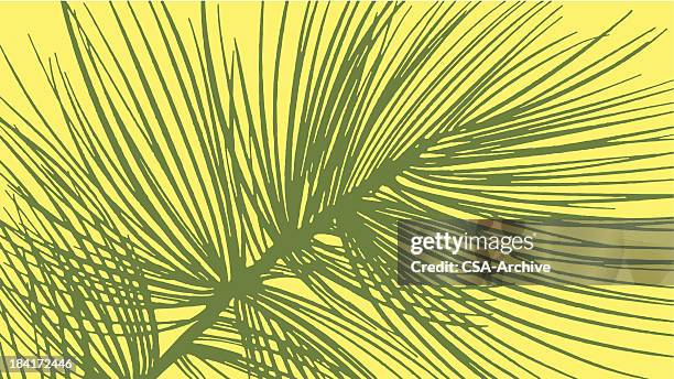 stockillustraties, clipart, cartoons en iconen met pine tree needles - naald plantdeel