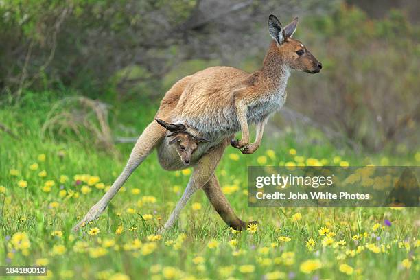 jumping kangaroo and baby joey. australia. - joey kangaroo stock pictures, royalty-free photos & images