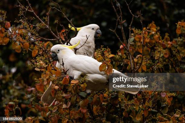 two sulphur-crested cockatoos, cacatua galerita in a tree - cacatua bird stock pictures, royalty-free photos & images