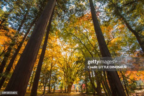 ginkgo tree shining in the sunlight - mie prefecture stock pictures, royalty-free photos & images