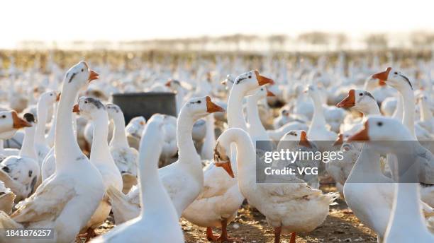 Gaggle of geese stands together at a farm on December 8, 2023 in Sihong County, Suqian City, Jiangsu Province of China.